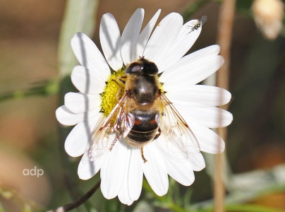 Eristalis tenax, Polesden Lacey, female, Alan Prowse